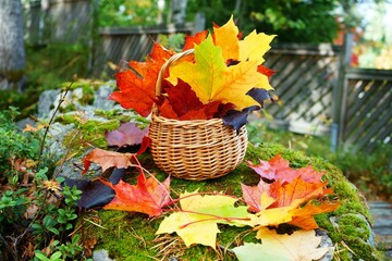 autumn leaves in a basket