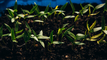 Seedlings of pepper on a sunny day. Pepper sprouts grown from seed