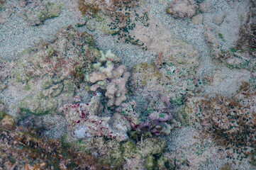 Young reefs of bottom atlantic ocean in Dominican Republic