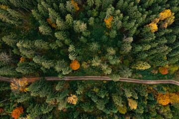 Aerial view of countryside road in beautiful autumn forest