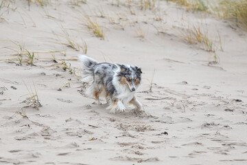 Blue merle shetland sheepdog playing in sand.
