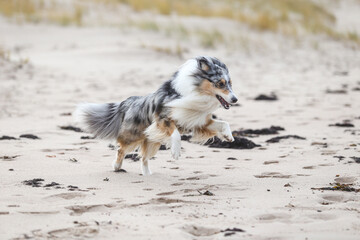 Blue merle shetland sheepdog running near baltic sea on sand with many small rocks.