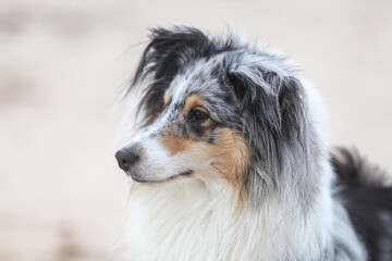 Close up view of blue merle shetland sheepdog sheltie portrait.