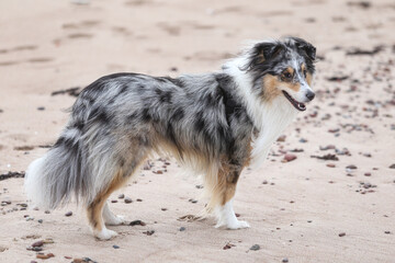 Blue merle shetland sheepdog standing in sand.