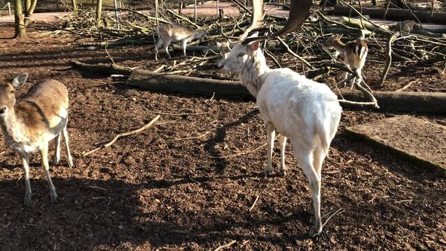 Rehe, Hirsche, Paarhufer in einem Gehege.