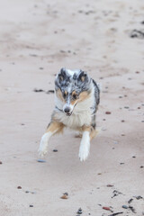Blue merle shetland sheepdog sheltie running around in seaside sand.