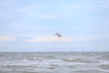 Single seabird flying near balticm sea shore in the sky.