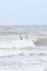 Seagulls flying over baltic sea shoreside on a cloudy overcast day.