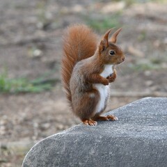 Naklejka na ściany i meble Cute squirrel sitting on a bench in the Parc De La Tête D'Or in Lyon, France