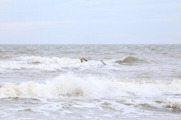 Seagulls flying over baltic sea shoreside on a cloudy overcast day.