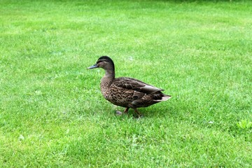 a mallard duck walks across a green meadow