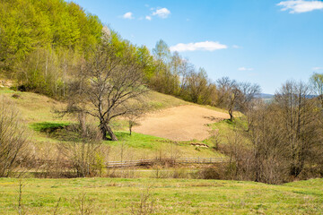 grassy hills covered with trees on a warm spring day blue sky with clouds. spring nature scenario...