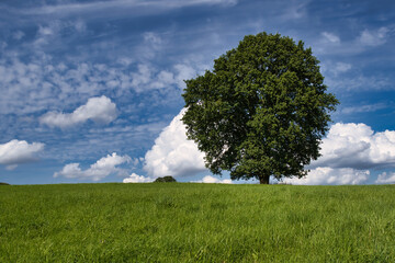 Fototapeta na wymiar Idyllic landscape, lonely tree among green fields, blue sky and white clouds in the background