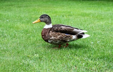 a mallard duck walks across a green meadow