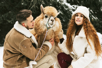 young couple in love in fashion stylish winter clothes stand in snowy pine forest and having fun spending time together with llama and alpaca pet, valentine's day and newlyweds, tenderness and love