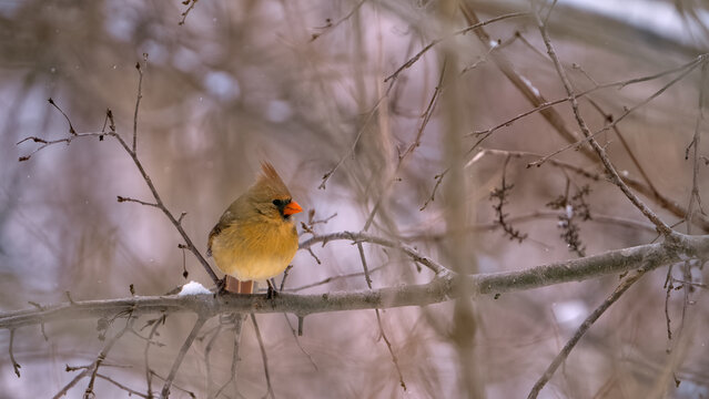 female cardinal perched in winter