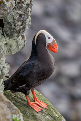 Tufted Puffin (Fratercula cirrhata) at St. George Island, Pribilof Islands, Alaska, USA