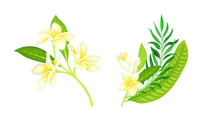 Tropical resort objects set. Frangipani flowers and tropical plants leaves cartoon vector illustration