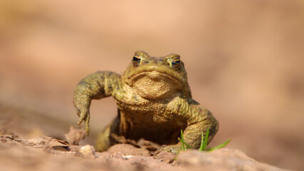 Common toad, trying to impress