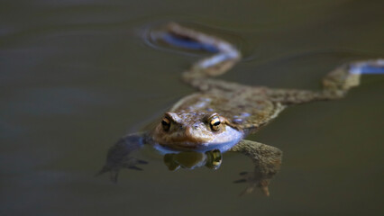 Common toad