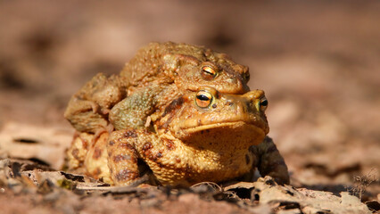Common toad mating