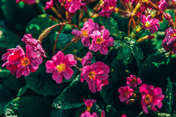 Primrose with pink flowers. Inspirational natural floral spring or summer blooming garden or park background
