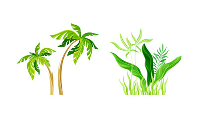 Fototapeta na wymiar Tropical exotic plants set. Palm tree and green leaves cartoon vector illustration