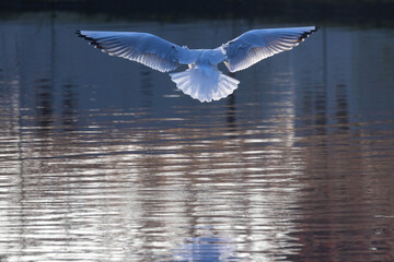 Feeding seagull flying seagull over water with sun in his feathers and reflection on the surface. High quality photo