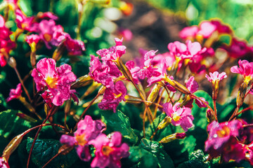 Primrose with pink flowers. Inspirational natural floral spring or summer blooming garden or park background