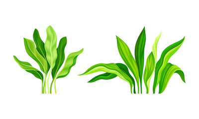 Tropical exotic plants set. Green lush leaves cartoon vector illustration