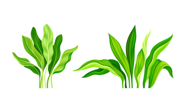 Tropical exotic plants set. Green lush leaves cartoon vector illustration