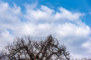 Nackter Baum vor Wolkenhimmel