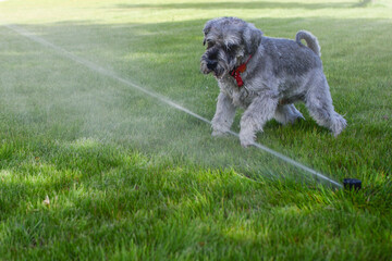 Wet happy pet schnauzer dog puppy playing with water, drinking from sprinkler in a hot day - obrazy, fototapety, plakaty