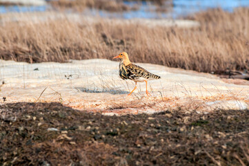 Ruff (Philomachus pugnax) in Barents Sea coastal area