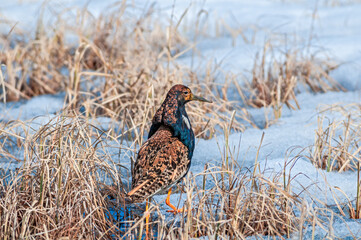 Ruff (Philomachus pugnax) in Barents Sea coastal area