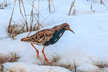 Ruff (Philomachus pugnax) in Barents Sea coastal area
