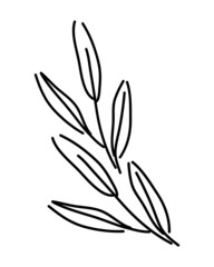 Long branch with leaves. Olive branch. Fresh leaves. Simple, doodle, modern style. Nature summer. Silhouette.