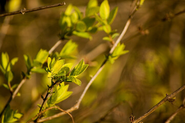 Opening buds on the branches in springtime. Selective focus, shallow depth of field.