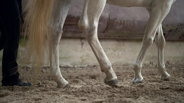 Sabots cheval