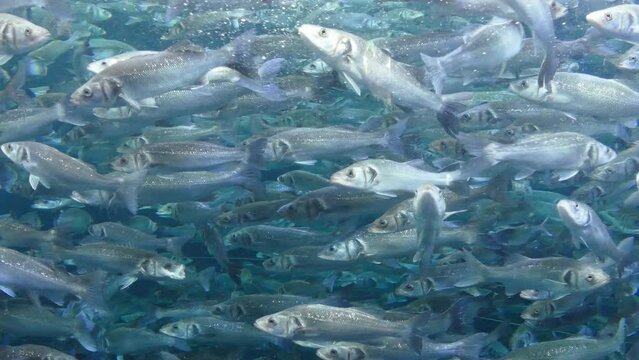 School of fish swimming in water in Loro Parque zoo