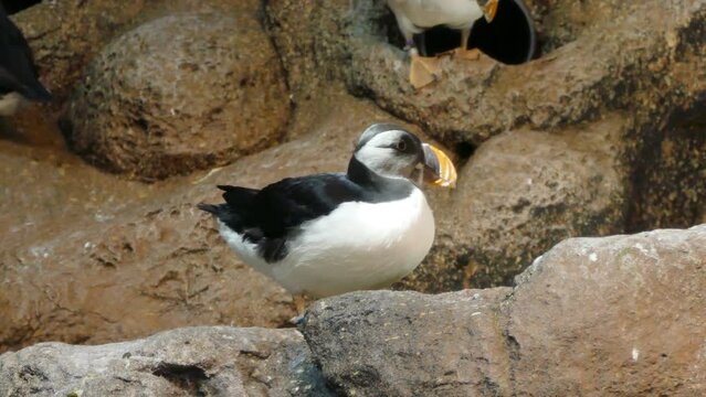 Puffins on rocks in Loro Parque zoo