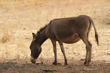 Naklejka na ściany i meble âne du Burkina Faso