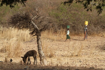 Corvée d'eau au Burkina Faso