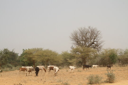 Elevage au Burkina Faso