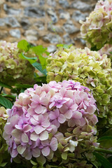 Hortensienblüten in rosa und grün in der Normandie, Frankreich