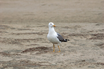 Heuglini's Gull (Larus heuglini) in Barents Sea coastal area