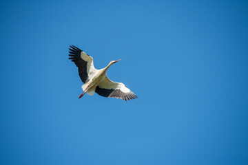 Fototapeta na wymiar White stork in flight against a blue sky