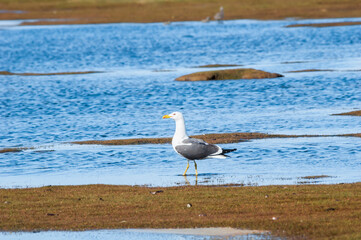Heuglini's Gull (Larus heuglini) in Barents Sea coastal area