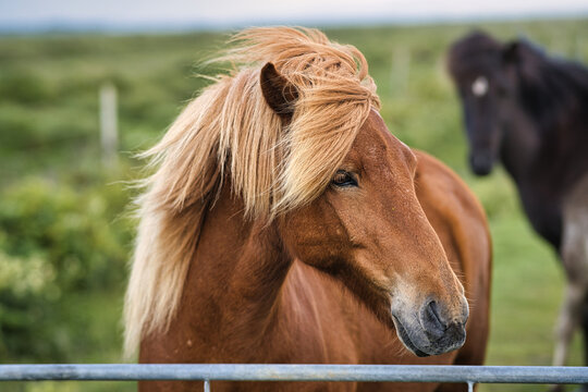 icelandic horses in a paddok