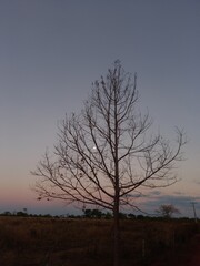 Tree without leaves in autumn and a sky with a moon
